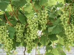 -金谷域澳洲庄园