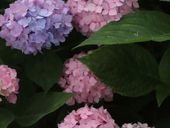 -合肥滨湖国家森林公园