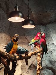 -Zoolung Zoolung动物主题公园(海信广场店)