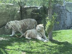 -北京野生动物园