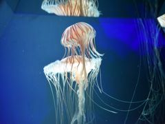 -西海国立公园九十九岛水族馆