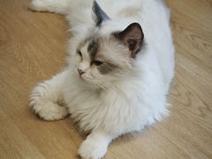 -有喵·猫咖·狗咖·30几只猫10只小狗(岗厦店)