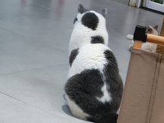 -Heymao猫咖.咖啡厅(东门店)