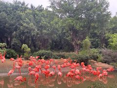 -广州长隆飞鸟乐园