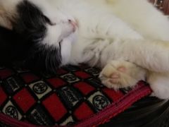 -那坡里比萨(康王北路店)