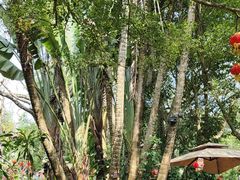 -海南热带野生动植物园