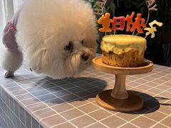 -百好乐宠物友好餐厅(朝外大街店)