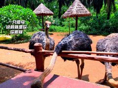 -海南热带野生动植物园