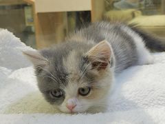 -屋虎猫馆(宝安大仟里店)