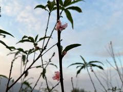 -黄牛肉馆·皖南土菜