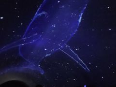 -大连圣亚海洋世界