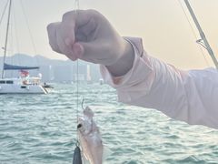 -小猫钓鱼海钓俱乐部(椰梦长廊店)