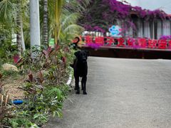 -万兴启丰椰子文化园餐厅
