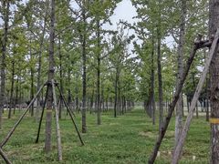 -汉长安城未央宫国家考古遗址公园