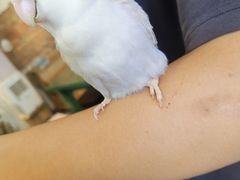 -深圳鸟咖鹦花岛
