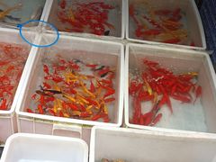 -青石桥花鸟鱼虫市场(叠翠城店)