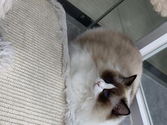 -爱洗澡的猫(天河路店)