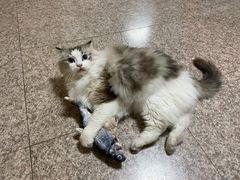 -FAELING PETS美天灵宠物(富力广场店)