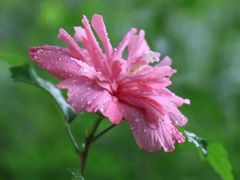 -牛炙烤肉(车公庙店)