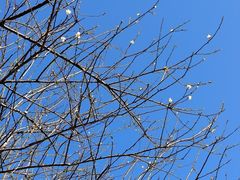 -广州市流溪河国家森林公园