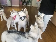 -Husky Go! 哈士奇体验馆·宠物咖啡厅狗咖