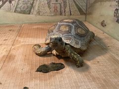 -上海大自然野生昆虫馆(东方明珠·爬宠昆虫探索中心)