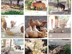 -石家庄市动物园