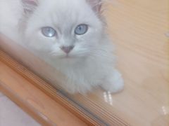 -帕帕拉兹宠物(亚洲旗舰店)