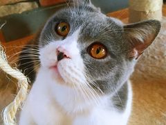 -猫的茶·猫咖