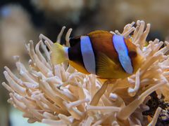 -太平洋海底世界