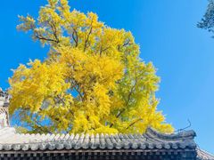 -潭柘寺景区