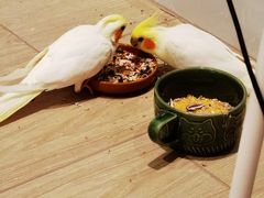 -青石桥花鸟鱼虫市场(叠翠城店)