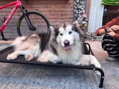 -壮雄牛屠牛肉店(军埠老店)