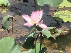 -昆山城市生态森林公园