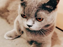 -飞行喵MR PILOT|猫舍·猫咖(静安大融城店)