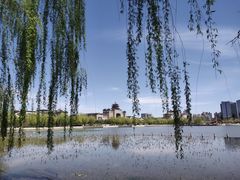 -莲花池公园