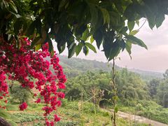 -金水泊山庄·花椒鸡(铁山坪店)