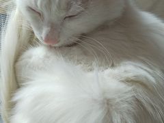 -严国平动物医院(德政总院)