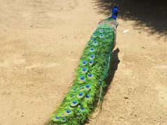 -秦皇岛野生动物园