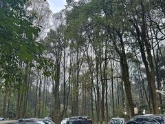 -铁山坪森林公园