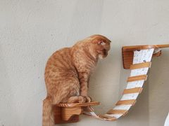 -藏猫猫咖啡主题馆(中央大道店)