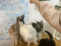 -李小姐の猫咖啡馆(五角场店)