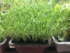 -素芝林素食养生会所(黄山豪庭·御府店)