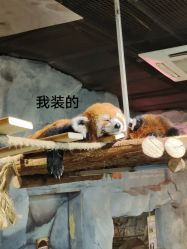 -Zoolung Zoolung动物主题公园(海信广场店)