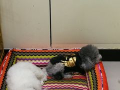 -瑞鹏宠物医院·爱宠堂·骨外专科(西荷分院)