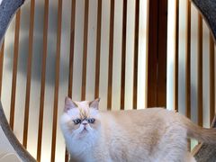 -猫小主咖啡·猫咖cat cafe(福田店)