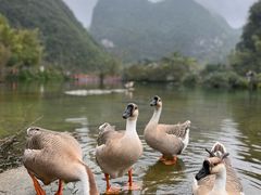 -靖西鹅泉风景区