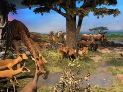 -国家自然博物馆