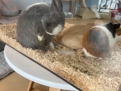 -喵宠乐园·撸猫互动·猫舍