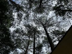 -重庆睡佛山森林公园